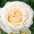 ARBORIX - Kordes Rose des fées - Rosa 'Kosmos'® - vignette