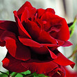 ARBORIX - Rosier grimpante Kordes - Rosa 'Santana'® - vignette
