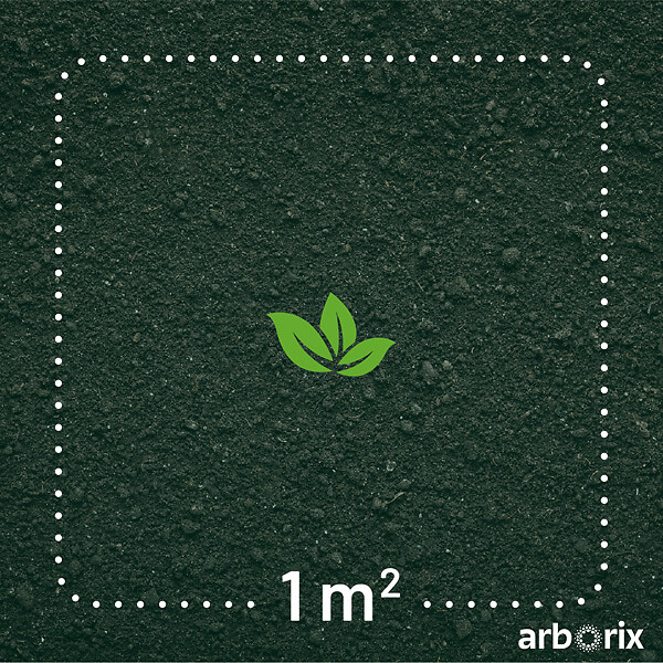 ARBORIX - Rosier grimpante Kordes - Rosa 'Santana'® - large