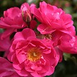 ARBORIX - Kordes Rigo-rosier - Rosa 'Neon'® - vignette