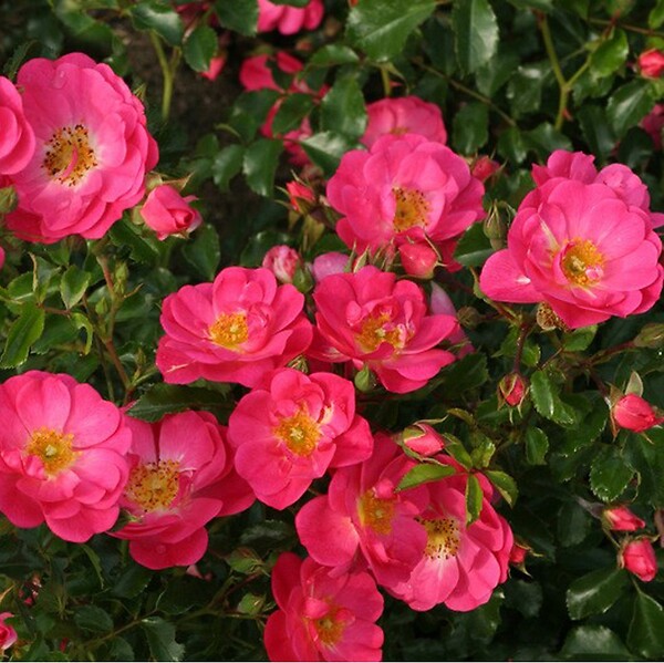 ARBORIX - Kordes Rigo-rosier - Rosa 'Neon'® - large