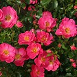 ARBORIX - Kordes Rigo-rosier - Rosa 'Neon'® - vignette