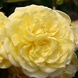 ARBORIX - Kordes Rigo-rosier - Rosa 'Solero'® - vignette