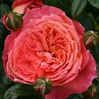 ARBORIX - Kordes Rose des fées - Rosa 'Queen Of Hearts'® - vignette