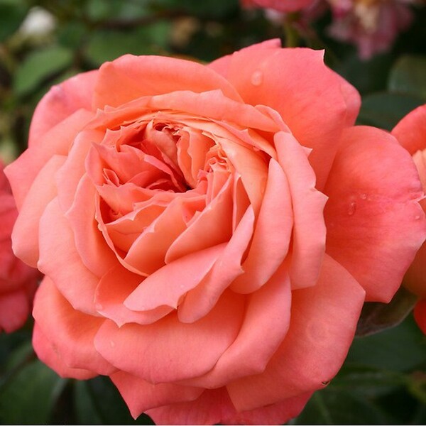 ARBORIX - Kordes Rose des fées - Rosa 'Queen Of Hearts'® - large