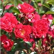ARBORIX - 2 x Rosier couvre-sol - Rosa 'Rote The Fairy' - vignette