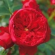 ARBORIX - Rosier grimpante Kordes - Rosa 'Florentina'® - vignette