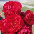 ARBORIX - Rosier grimpante Kordes - Rosa 'Florentina'® - vignette