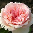 ARBORIX - Kordes Eleganza® rosier - Rosa 'Souvenir De Baden-Baden'® - vignette