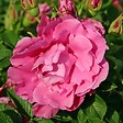 ARBORIX - Kordes-Rugosa - Rosa 'Romantic Roadrunner'® - vignette
