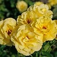 ARBORIX - Rosier grimpante - Rosa 'Climbing Friesia' - vignette