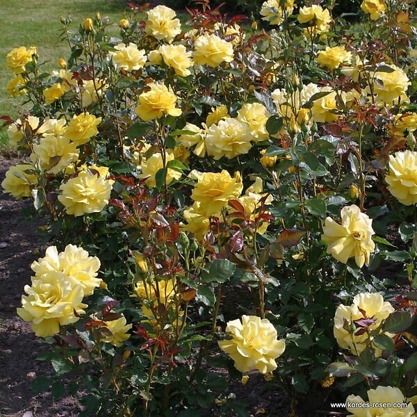 ARBORIX - Rosier grimpante - Rosa 'Climbing Friesia' - large