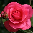 ARBORIX - Rosier grimpante Kordes - Rosa 'Rosanna'® - vignette