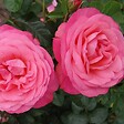 ARBORIX - Rosier grimpante Kordes - Rosa 'Rosanna'® - vignette