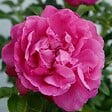 ARBORIX - Kordes-Rugosa - Rosa 'Purple Roadrunner'® - vignette
