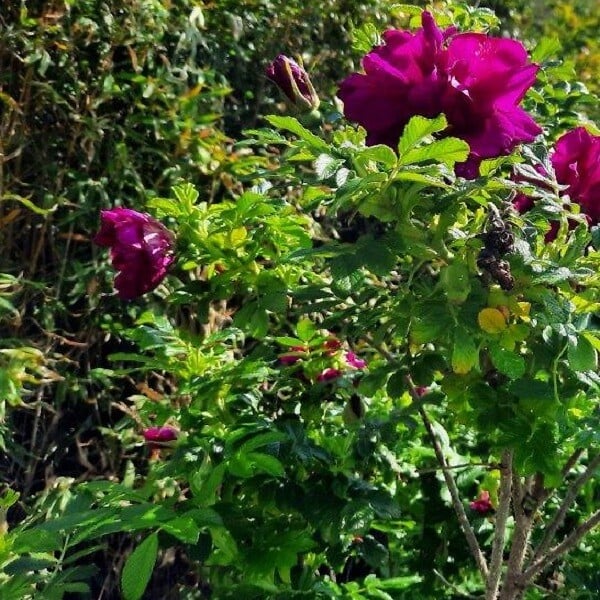 ARBORIX - Kordes-Rugosa - Rosa 'Purple Roadrunner'® - large