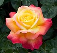 ARBORIX - Rosa 'Pullman Orient Express' - Tige - Rosa 'Pullman Orient Express'® - vignette