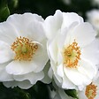 ARBORIX - Kordes Rigo-rosier - Rosa 'Innocencia'® - vignette