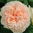 ARBORIX - Rosier Kordes - Rosa 'Garden Of Roses'® - vignette