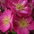 ARBORIX - Kordes Nectar Rosier - Rosa 'Lupo'® - vignette