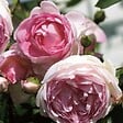 ARBORIX - 2 x Rosier grimpante Kordes - Rosa 'Jasmina'® - vignette