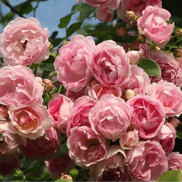 ARBORIX - 2 x Rosier grimpante Kordes - Rosa 'Jasmina'® - large