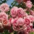 ARBORIX - 2 x Rosier grimpante Kordes - Rosa 'Jasmina'® - vignette