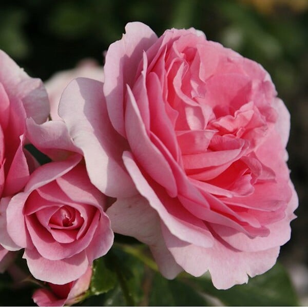 ARBORIX - Kordes Parfuma® rosier - Rosa 'Rosengräfin Marie Henriëtte'® - large