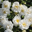 ARBORIX - Rosier grimpante - Rosa 'Guirlande D'Amour' - vignette