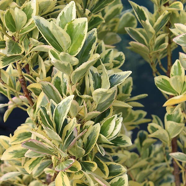 ARBORIX - Fusain du Japon 'Bravo' - Euonymus Japonicus 'Bravo'  - 60-80 cm pot - large