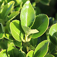 ARBORIX - Fusain du Japon - Euonymus Japonicus  - 60-80 cm pot - vignette