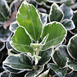 ARBORIX - 2 x Fusain du Japon 'Kathy' - Euonymus japonicus 'Kathy'  - 20-30 cm pot - vignette