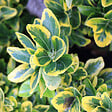 ARBORIX - Fusain du Japon 'Aureomarginatus' - Euonymus japonicus 'Aureomarginatus'  - 60-80 cm pot - vignette