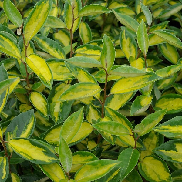 ARBORIX - Chalef 'Limelight' - Elaeagnus Ebbingei 'Limelight'  - 60-80 cm pot - large
