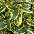 ARBORIX - 2 x Chalef 'Gilt Edge' - Elaeagnus Ebbingei 'Gilt Edge'  - 30-40 cm pot - vignette