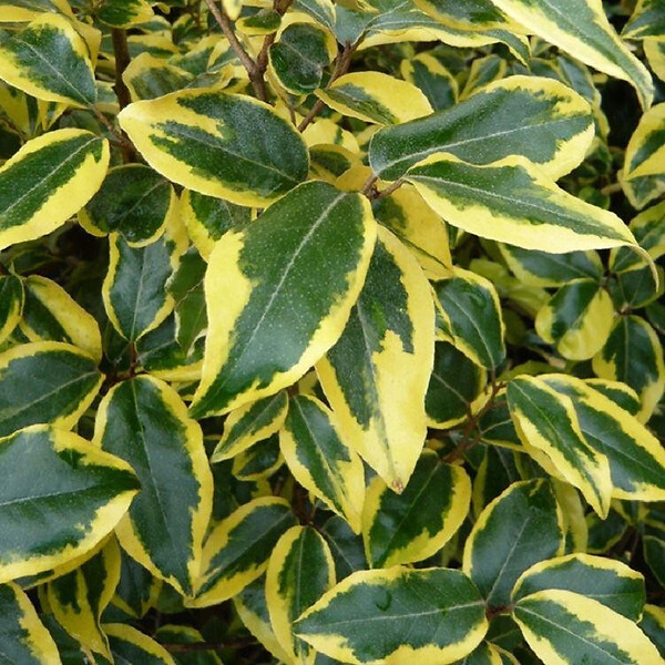 ARBORIX - 2 x Chalef 'Gilt Edge' - Elaeagnus Ebbingei 'Gilt Edge'  - 30-40 cm pot - large