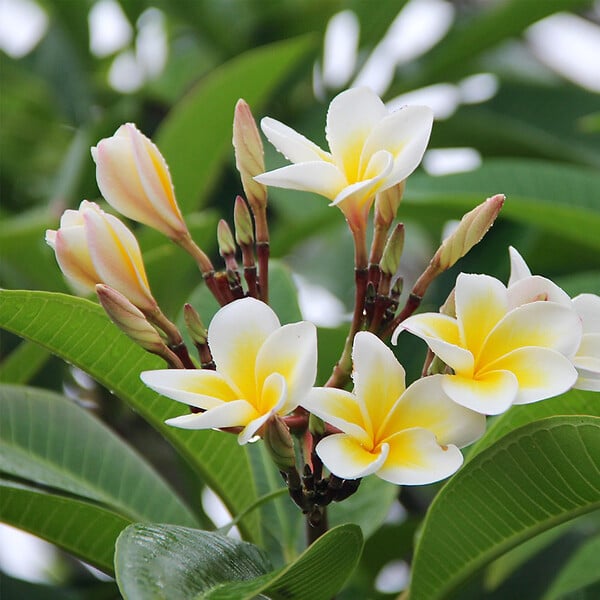 PLANT IN A BOX - Frangipanier - Plumeria rubra 'Hawaii' - Hauteur 45-55cm - ⌀17cm - large