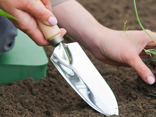 NATURE - Transplantoir étroit gradué en acier inoxydable, manche bois FSC - Nature - large