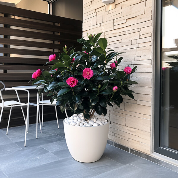 PLANT IN A BOX - Camélia - Camellia japonica 'Dr. King' - Hauteur 50-60cm - ⌀15cm - large
