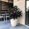 PLANT IN A BOX - Camélia - Set de 2 - Camellia japonica 'Dr. King' - Hauteur 50-60cm - ⌀15cm - vignette