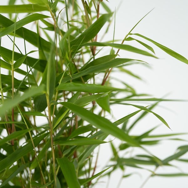 PLANT IN A BOX - Bambou non-traçant - Set de 3 - Fargesia rufa - Hauteur 25-40cm - ⌀13cm - large