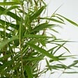 PLANT IN A BOX - Bambou non-traçant - Set de 3 - Fargesia rufa - Hauteur 25-40cm - ⌀13cm - vignette