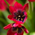 PLANT IN A BOX - Tulipe - Set de 40 - Tulipa 'Little Beauty' - Bulbes à fleurs - Rouge - vignette