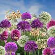 PLANT IN A BOX - Mélange de bulbes Ail - Set de 80 - Allium - Bulbes à fleurs - vignette