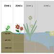 BLOOMIQUE - Lot de 6 - Iris Versicolor - Iris versicolore - Plantes de bassin - H. 20-30 cm - P. 9 cm - vignette