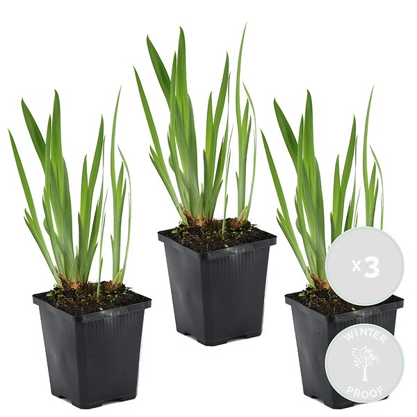 BLOOMIQUE - Lot de 3 - Iris Kaempferi - Iris du Japon - Violet - Plantes de bassin - H. 20-30 cm - P. 9 cm - large
