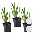 BLOOMIQUE - Lot de 3 - Iris Kaempferi - Iris du Japon - Violet - Plantes de bassin - H. 20-30 cm - P. 9 cm - vignette