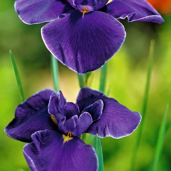 BLOOMIQUE - Lot de 3 - Iris Kaempferi - Iris du Japon - Violet - Plantes de bassin - H. 20-30 cm - P. 9 cm - large
