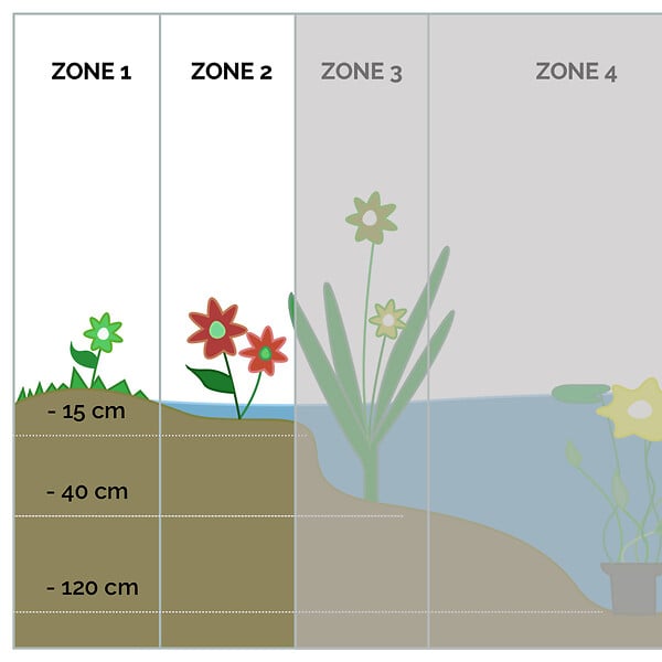 BLOOMIQUE - Lot de 3 - Iris Versicolor - Iris versicolore - Plantes de bassin - H. 20-30 cm - P. 9 cm - large