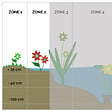 BLOOMIQUE - Lot de 3 - Iris Versicolor - Iris versicolore - Plantes de bassin - H. 20-30 cm - P. 9 cm - vignette